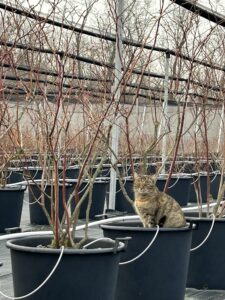 strihať čučoriedky