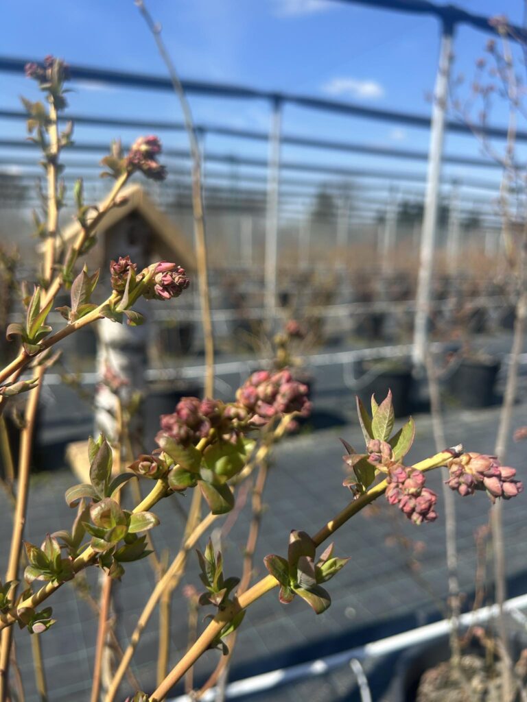 strihať čučoriedky